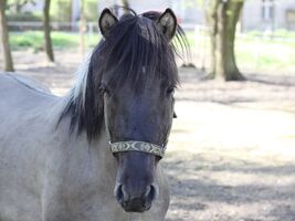 zdjęcia przedstawia konia o imieniu Wojtek