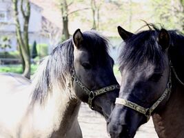 zdjęcie przedstawia dwa konie Wojtka i Witka